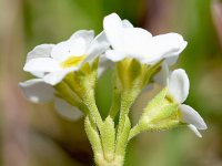 Androsace obtusifolia 15, Saxifraga-Sonja Bouwman  Obtuse-leaved rock jasmine - Androsace obtusifolia - Primulaceae familie