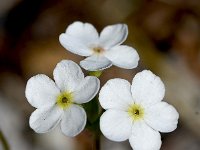 Androsace obtusifolia 16, Saxifraga-Sonja Bouwman  Sweetflower rock jasmine - Androsace chamaejasme - Primulaceae familie