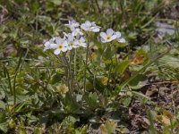 Androsace obtusifolia 17, Saxifraga-Luuk Vermeer