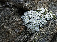 Androsace vandellii 13, Saxifraga-Luuk Vermeer