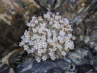 Androsace vandellii 19, Saxifraga-Luuk Vermeer