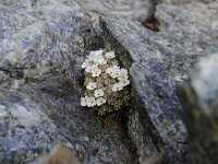 Androsace vandellii 21, Saxifraga-Luuk Vermeer