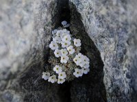 Androsace vandellii 22, Saxifraga-Luuk Vermeer