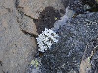 Androsace vandellii 28, Saxifraga-Luuk Vermeer