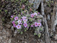 Androsace vandellii 29, Saxifraga-Luuk Vermeer