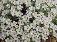 Androsace vandellii 5, Saxifraga-Luuk Vermeer