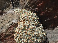 Androsace vandellii 6, Saxifraga-Harry Jans