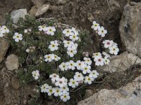 Androsace villosa 50, Saxifraga-Willem van Kruijsbergen