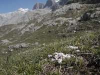 Androsace villosa 53, Saxifraga-Willem van Kruijsbergen