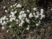 Androsace villosa 55, Saxifraga-Willem van Kruijsbergen