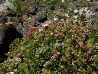 Androsace villosa 56, Saxifraga-Ed Stikvoort