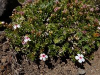 Androsace villosa 59, Saxifraga-Ed Stikvoort