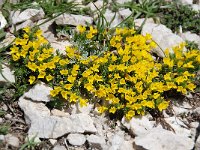 Androsace vitaliana 31, Saxifraga-Luuk Vermeer