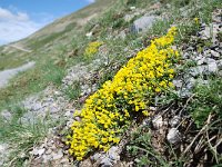 Androsace vitaliana 33, Saxifraga-Luuk Vermeer