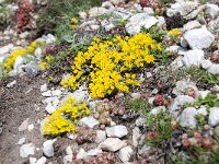 Androsace vitaliana 34, Saxifraga-Luuk Vermeer