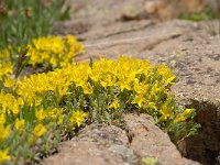 Androsace vitaliana 36, Saxifraga-Luuk Vermeer