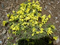 Androsace vitaliana 38, Saxifraga-Luuk Vermeer