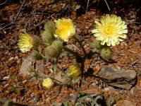 Andryala integrifolia 14, Saxifraga-Ed Stikvoort