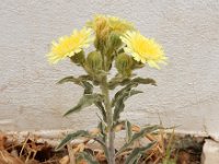 Andryala integrifolia 15, Saxifraga-Ed Stikvoort