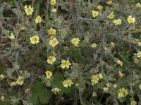 Andryala integrifolia 21, Saxifraga-Willem van Kruijsbergen