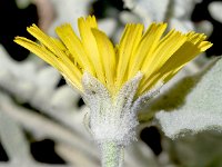 Andryala ragusina 5, Saxifraga-Sonja Bouwman  Andryala ragusina - Asteraceae familie