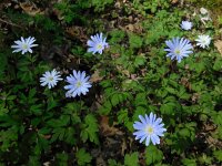 Anemone apennina 11, Blauwe anemoon, Saxifraga-Ed Stikvoort