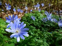 Anemone apennina 12, Blauwe anemoon, Saxifraga-Ed Stikvoort