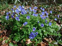Anemone apennina 7, Blauwe anemoon, Saxifraga-Ed Stikvoort