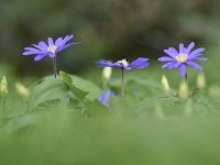 Anemone blanda 10, Oosterse anemoon, Saxifraga-Luuk Vermeer