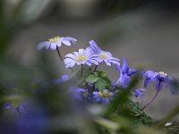 Anemone blanda 11, Oosterse anemoon, Saxifraga-Luuk Vermeer