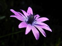 Anemone hortensis 29, Saxifraga-Ed Stikvoort