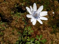 Anemone hortensis ssp heldreichii 36, Saxifraga-Ed Stikvoort