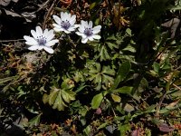 Anemone hortensis ssp heldreichii 39, Saxifraga-Ed Stikvoort