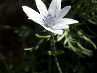 Anemone hortensis ssp heldreichii 7, Saxifraga-Jan van der Straaten