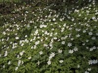 Anemone nemorosa 100, Bosanemoon, Saxifraga-Willem van Kruijsbergen