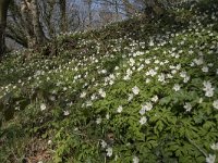 Anemone nemorosa 101, Bosanemoon, Saxifraga-Willem van Kruijsbergen