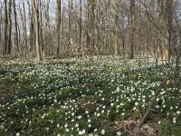 Anemone nemorosa 103, Bosanemoon, Saxifraga-Willem van Kruijsbergen