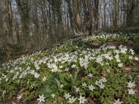 Anemone nemorosa 104, Bosanemoon, Saxifraga-Willem van Kruijsbergen