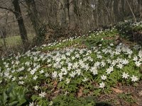 Anemone nemorosa 105, Bosanemoon, Saxifraga-Willem van Kruijsbergen