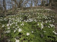 Anemone nemorosa 97, Bosanemoon, Saxifraga-Willem van Kruijsbergen