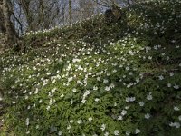 Anemone nemorosa 99, Bosanemoon, Saxifraga-Willem van Kruijsbergen