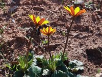 Anemone palmata 12, Saxifraga-Harry Jans