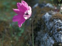 Anemone pavonina 11, Saxifraga-Jan van der Straaten