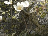 Anemone pavonina 4, Saxifraga-Jan van der Straaten