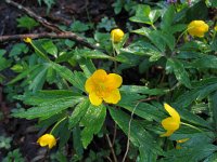 Anemone ranunculoides 10, Gele anemoon, Saxifraga-Jasenka Topic