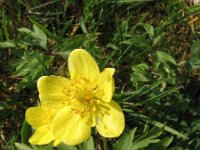 Anemone ranunculoides 12, Gele anemoon, Saxifraga-Jasenka Topic