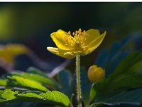 Gele anemoon : Anemone ranunculoides