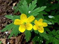 Anemone ranunculoides 20, Gele anemoon, Saxifraga-Hans Dekker