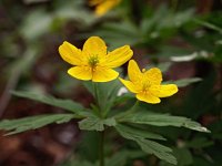 Anemone ranunculoides 21, Gele anemoon, Saxifraga-Hans Dekker