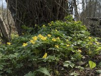 Anemone ranunculoides 32, Gele anemoon, Saxifraga-Willem van Kruijsbergen